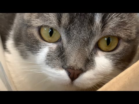 【不思議】アメリカンカールの不思議