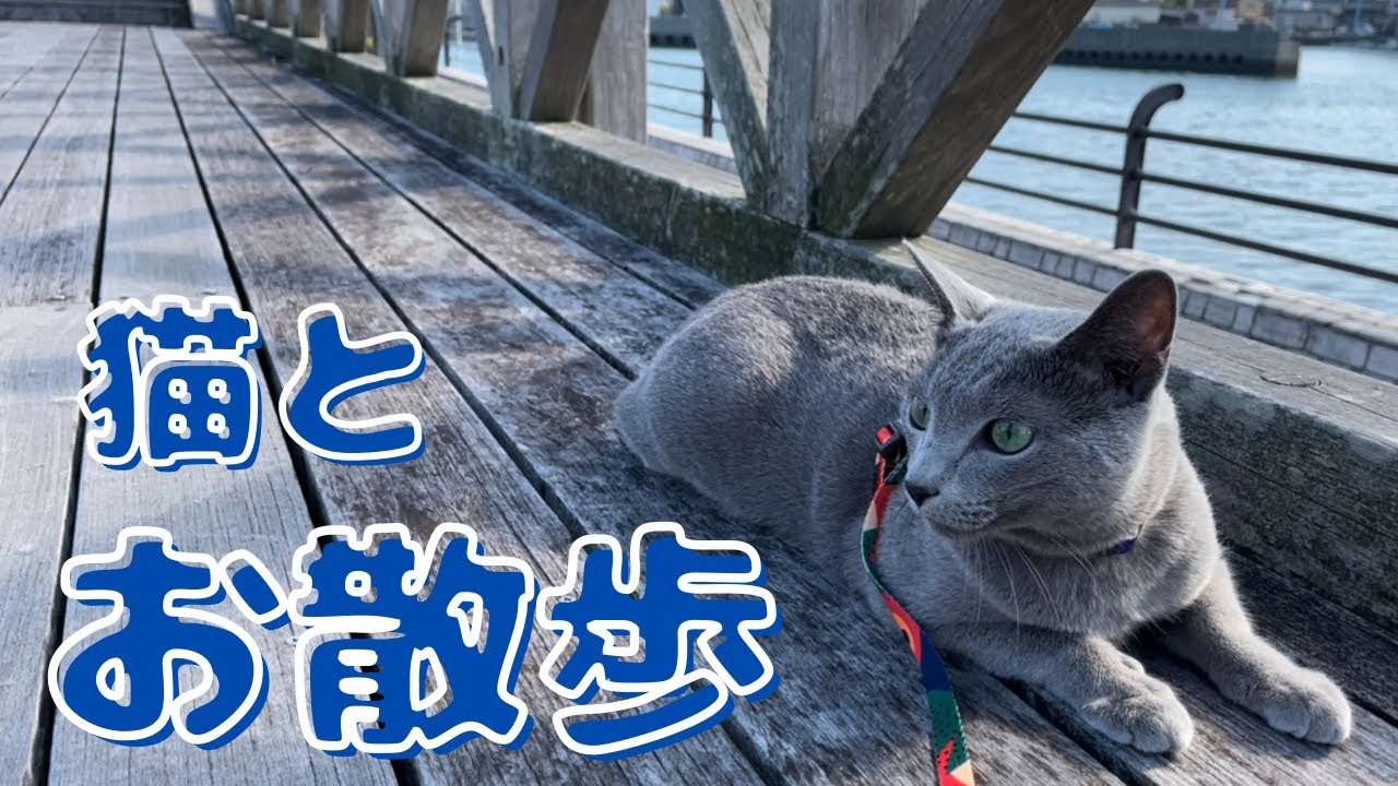 小鳥のさえずりにもビビるかわいい猫のお散歩【ロシアンブルー】