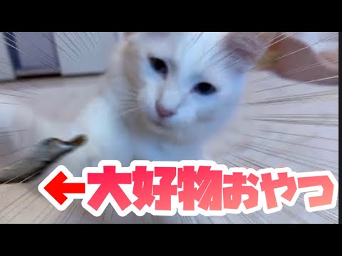 【猫のおやつ】小魚を食べるターキッシュアンゴラが可愛い♡