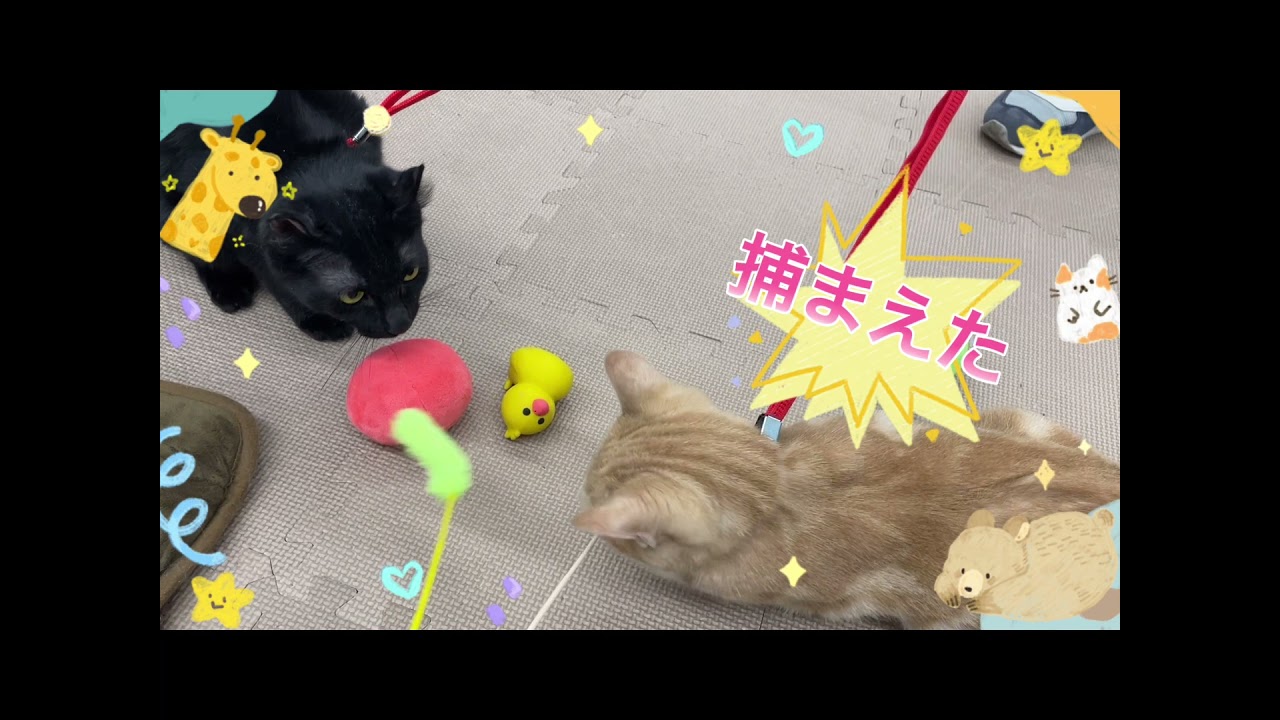 【マルワン横浜 港北NT店】アメリカンショートヘア＆アメリカンカールの仲良しコンビ
