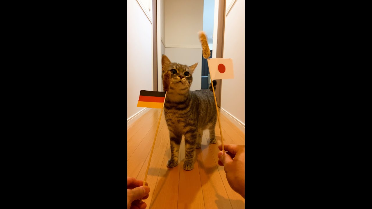 これは、、、日本の勝ち！？日本vsドイツの勝敗を猫に聞いてみた。