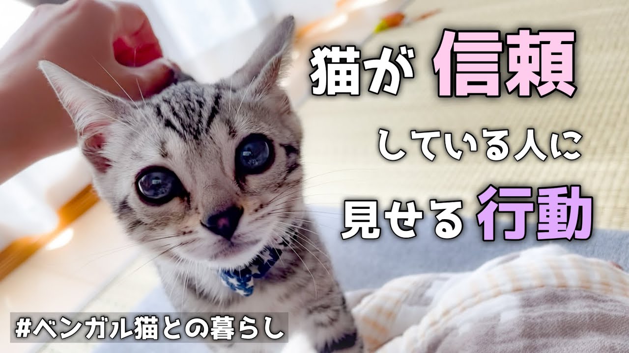 【ベンガル猫】猫が信頼している人に見せる行動をご紹介します