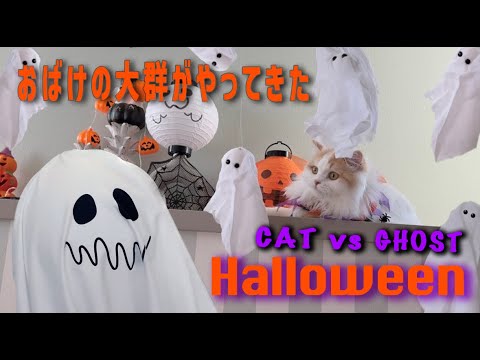 【Halloween】Cat vs Ghost！ハロウィンの夜…家にオバケがいる！？