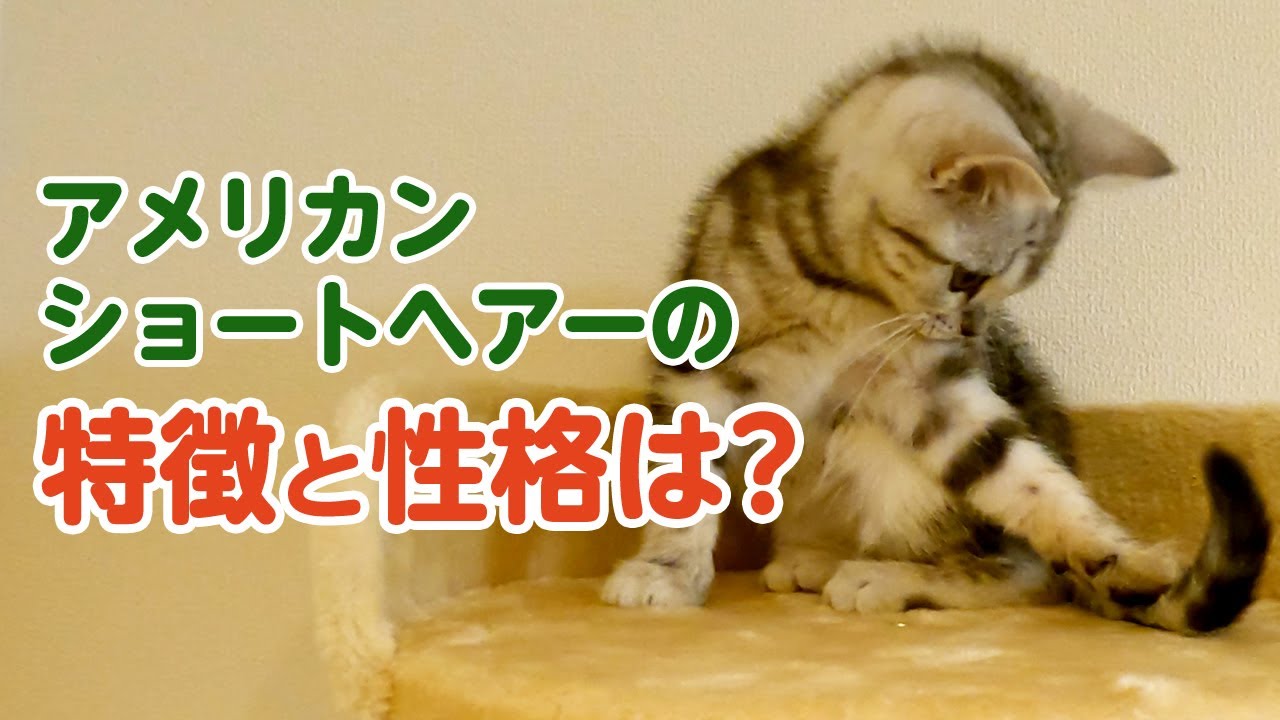 アメリカンショートヘアーの特徴・性格は？【アメショを１年飼ってみてわかったこと】