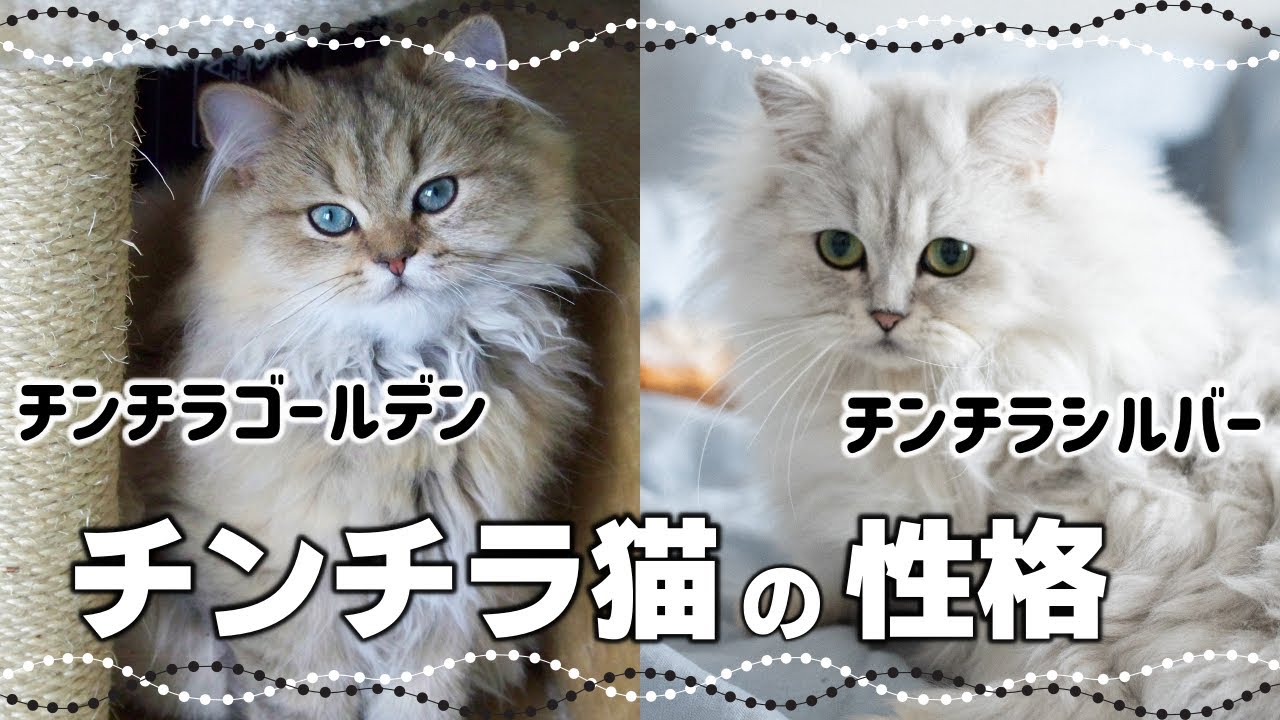 【ペルシャ猫】長毛種特有の毛柄チンチラとは｜毛色で分かる猫の性格