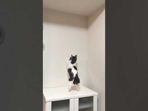 スパイダーにゃん   Spider Meow Japanese bobtail