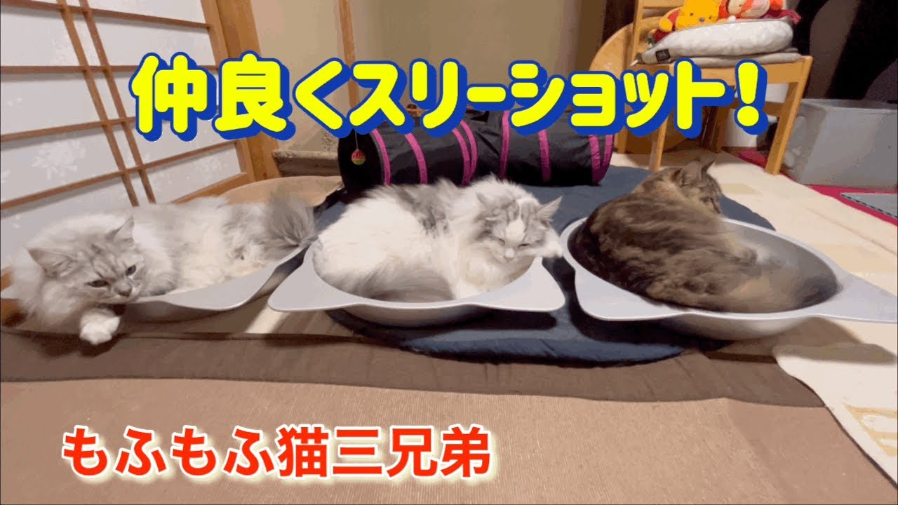 珍しく三兄弟で猫鍋並んでいました！ラガマフィン猫三兄弟です❣️