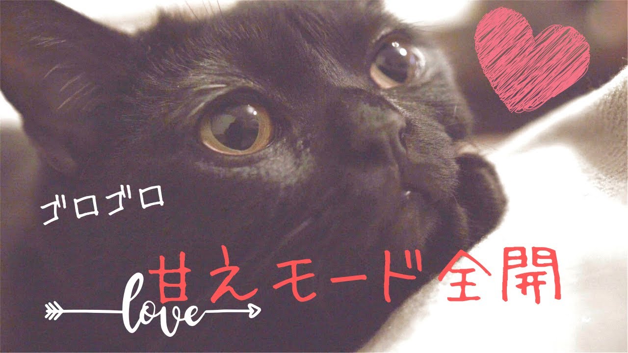 甘え上手な猫が子猫みたいで可愛すぎた【ボンベイ】