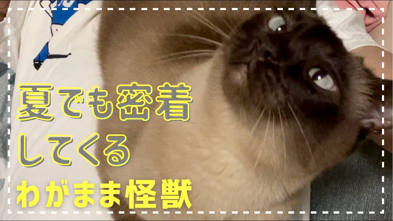 トンキニーズ猫ちゃんが猛暑でもお構いなしに密着してきて困ってます。