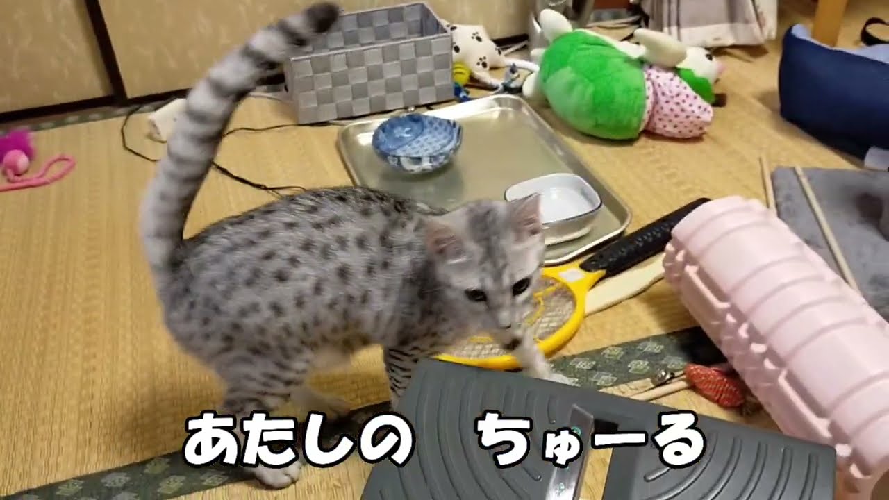 【エジプシャンマウはる】　おやつの食べ方