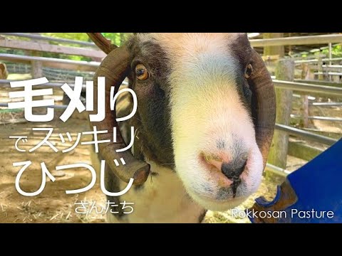 毛刈りでスッキリしたトム＆むっちゃん【六甲山牧場】暑い夏にむけてモコモコからスッキリに変身したひつじさんたち