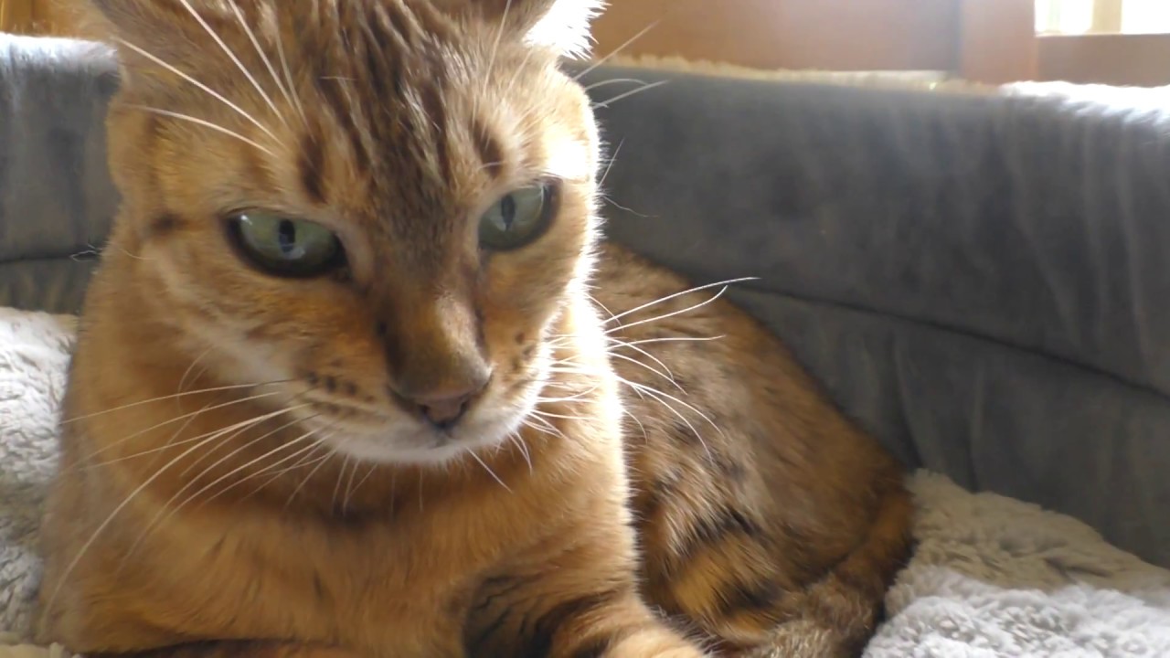 オシキャット  ネコの館　富士サファリパークに行ってきました～～　00083