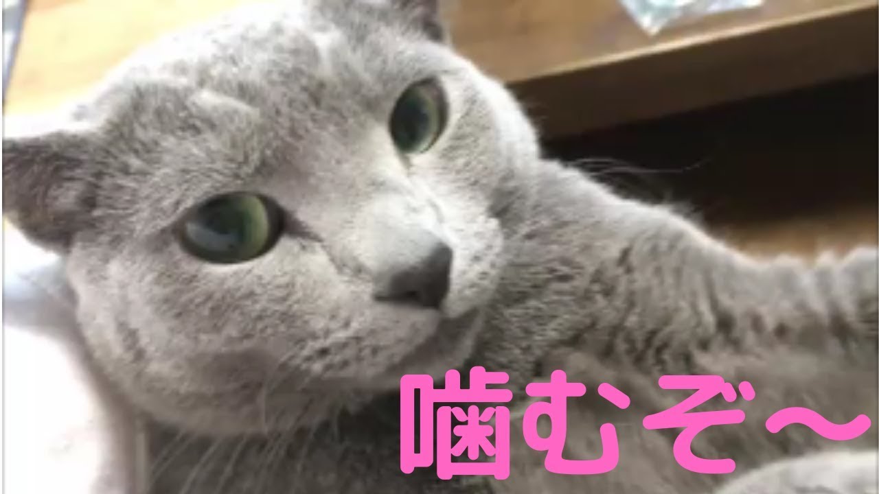 【凶暴】凶暴になった猫の対処（ロシアンブルー）