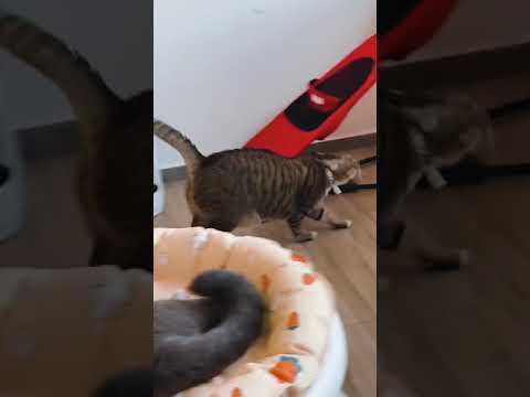 Cat fight brown cat Vs black cat🐈