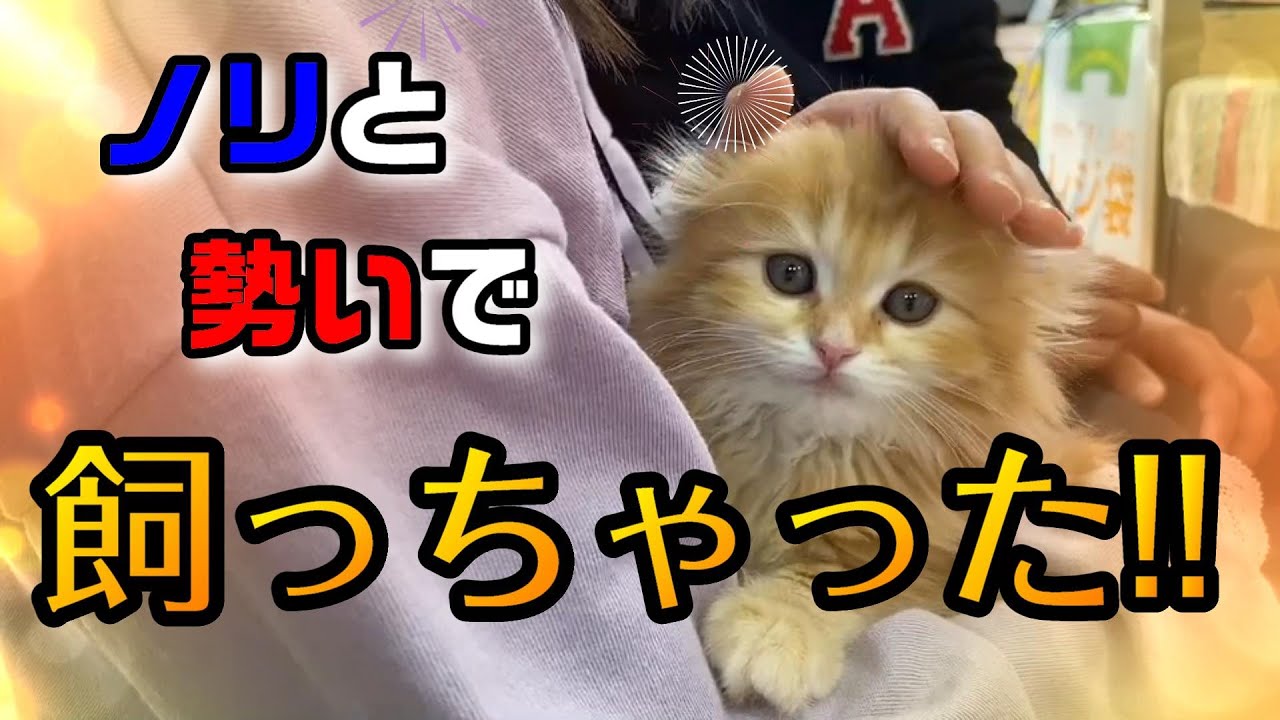 【急遽】スコティッシュフォールドの赤ちゃん猫を飼ってみた！