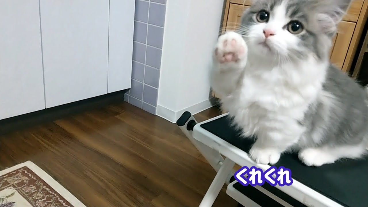 短足長毛マンチカン　オレオとマフィン「ごはんが待ちきれない！」