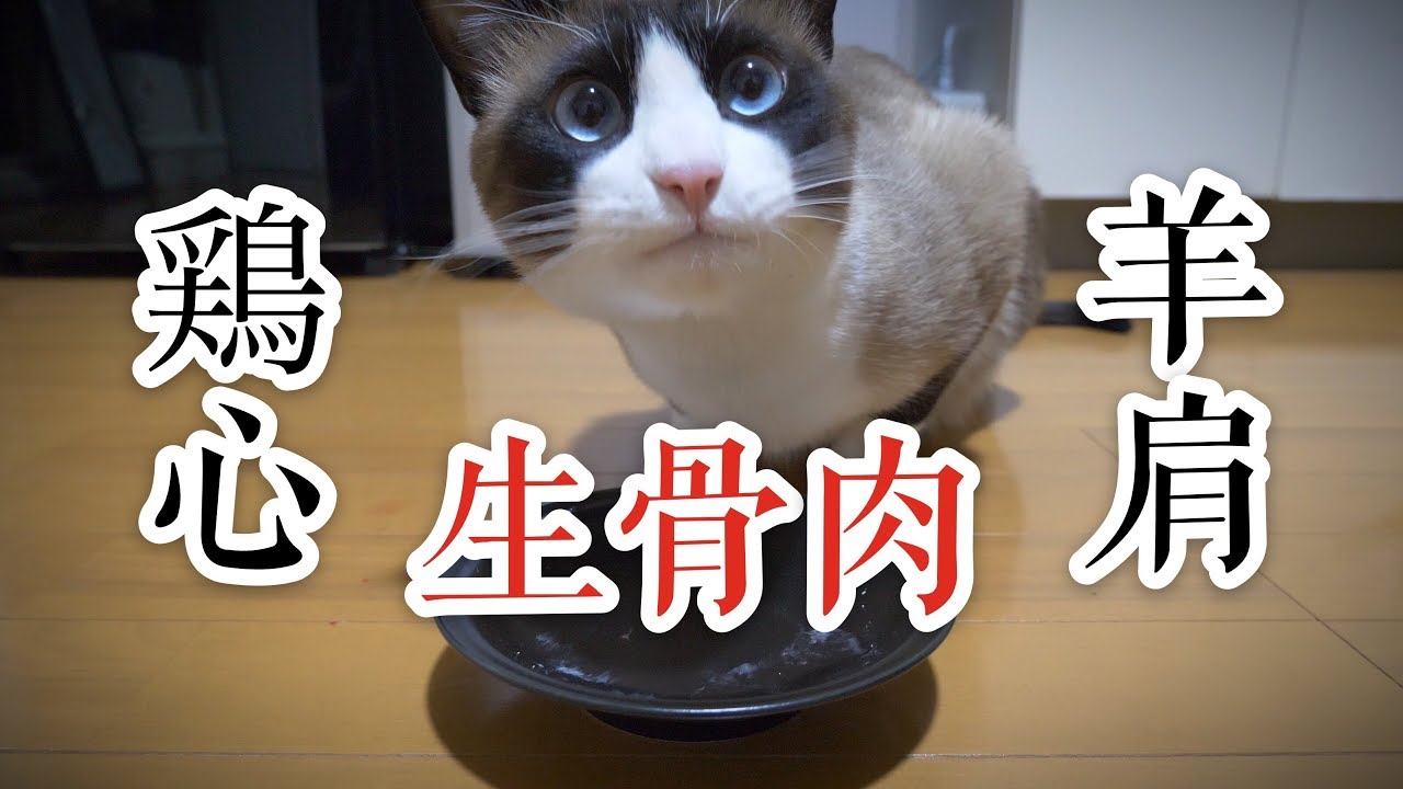 Snowshoe Cat Eats Raw Meat Diet | スノーシュー猫が生肉を食べる | 生骨肉 | ASMR