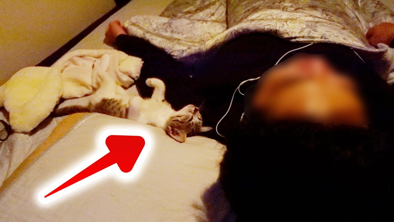 飼い主が寝てる間に子猫が何をしてるか隠し撮りしたら…