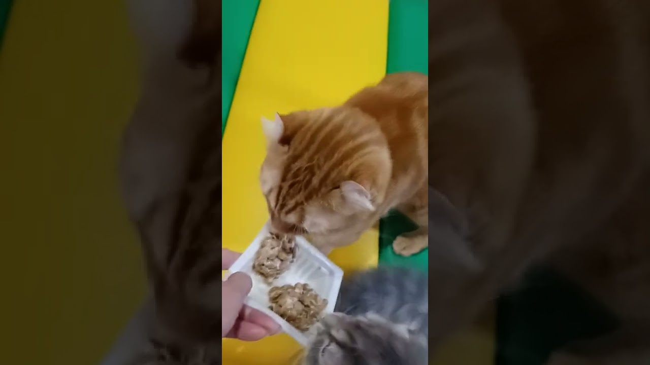 納豆はごちそう。#スコティッシュフォールド #キンカロー