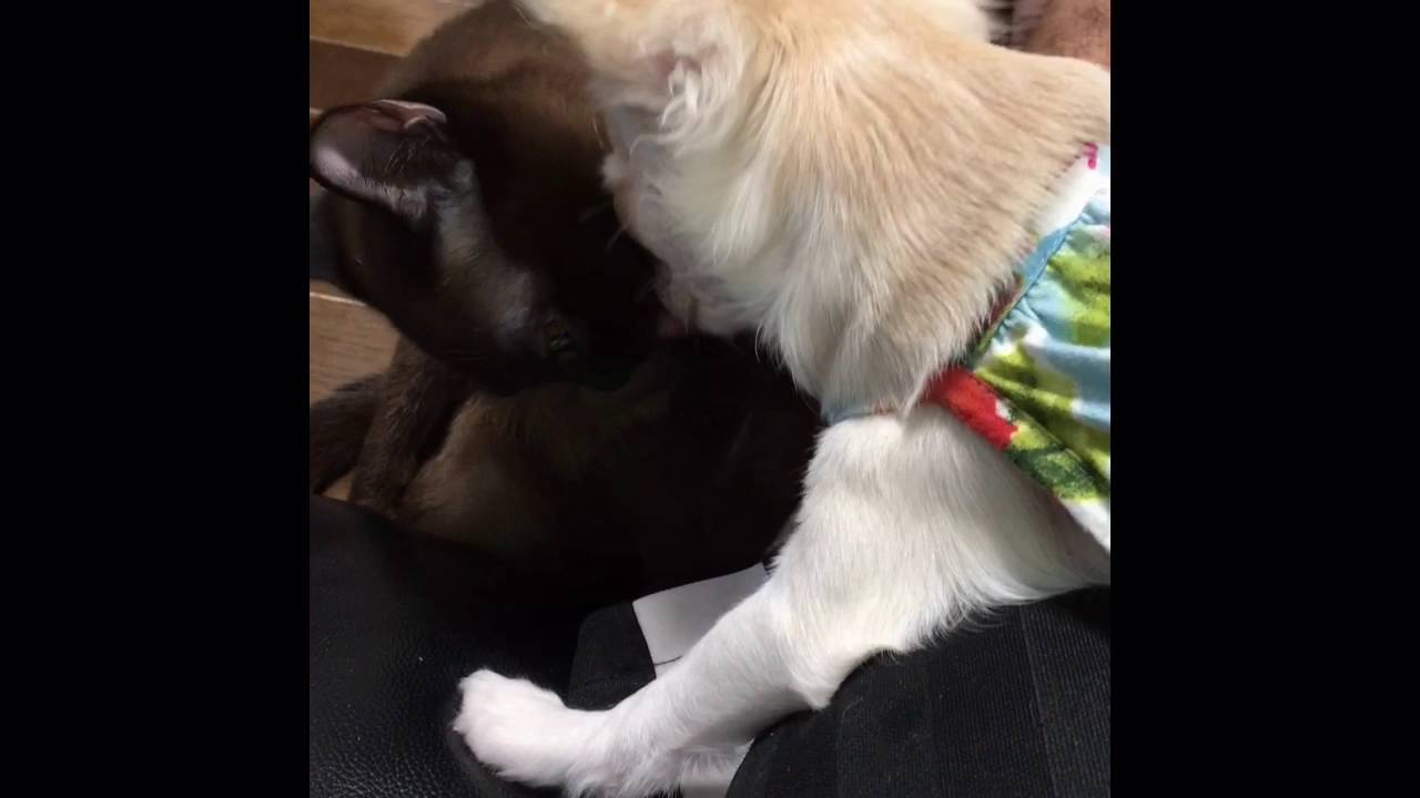 チワワの桃とバーミーズのチェリー20160824