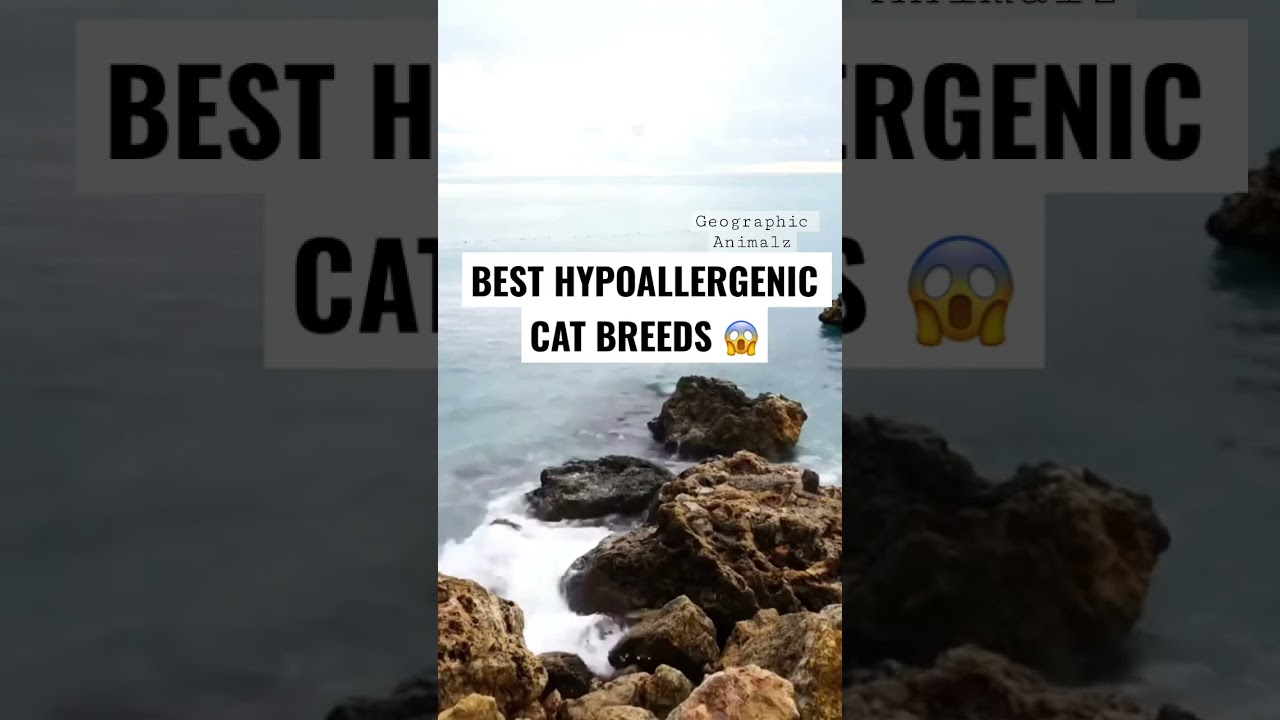 BEST Hypoallergenic Cat Breeds😱 #shorts #animalshorts