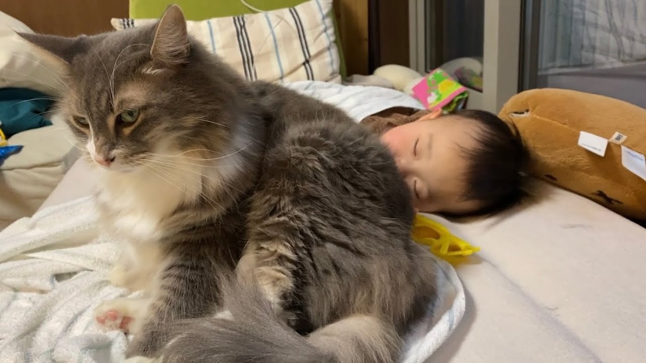 無防備な格好で娘の前に現れる猫　ラガマフィンA cat that appears in front of daughter in a defenseless outfit. Ragamuffin.