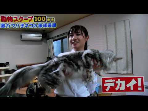 ①メインクーンキャッテリー東京オノクーン生後３日の赤ちゃん猫