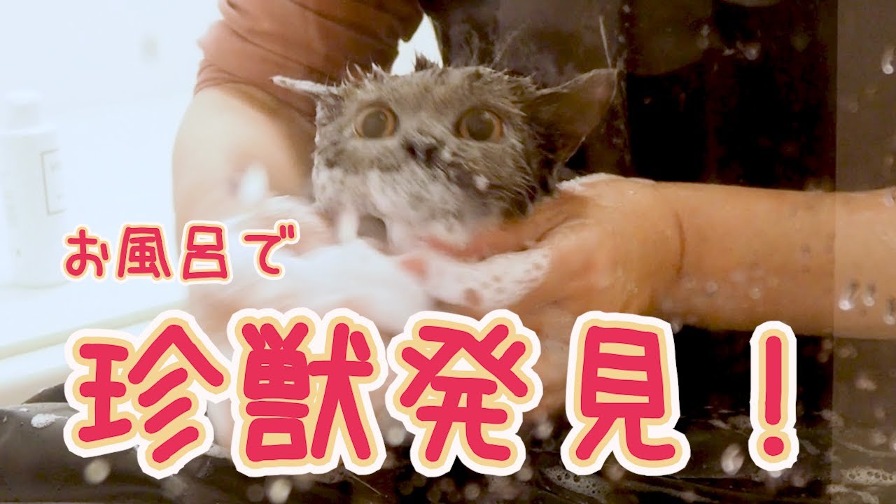 甘えん坊ぺぺちゃんの入浴シーンを初公開！！｜セルカークレックス｜ブリティッシュショートヘア
