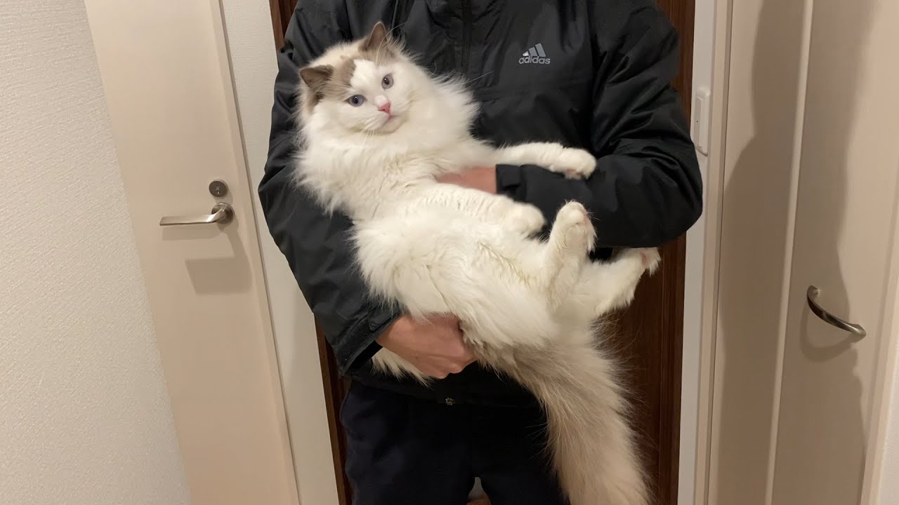 飼い主が帰宅すると抱っこしてと甘える猫が可愛すぎた【ラグドール】