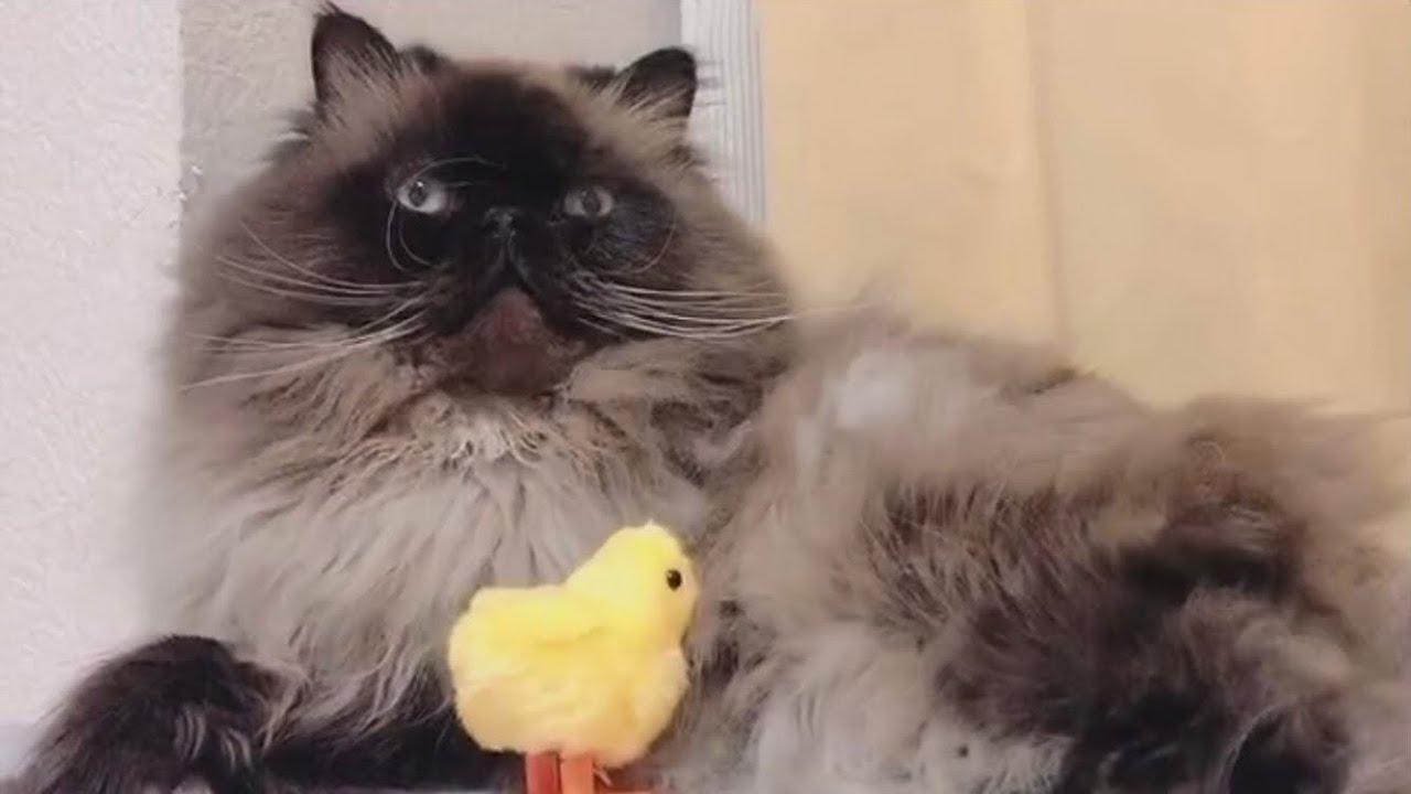 【危険】ヒマラヤン猫がかかりやすい病気に注意