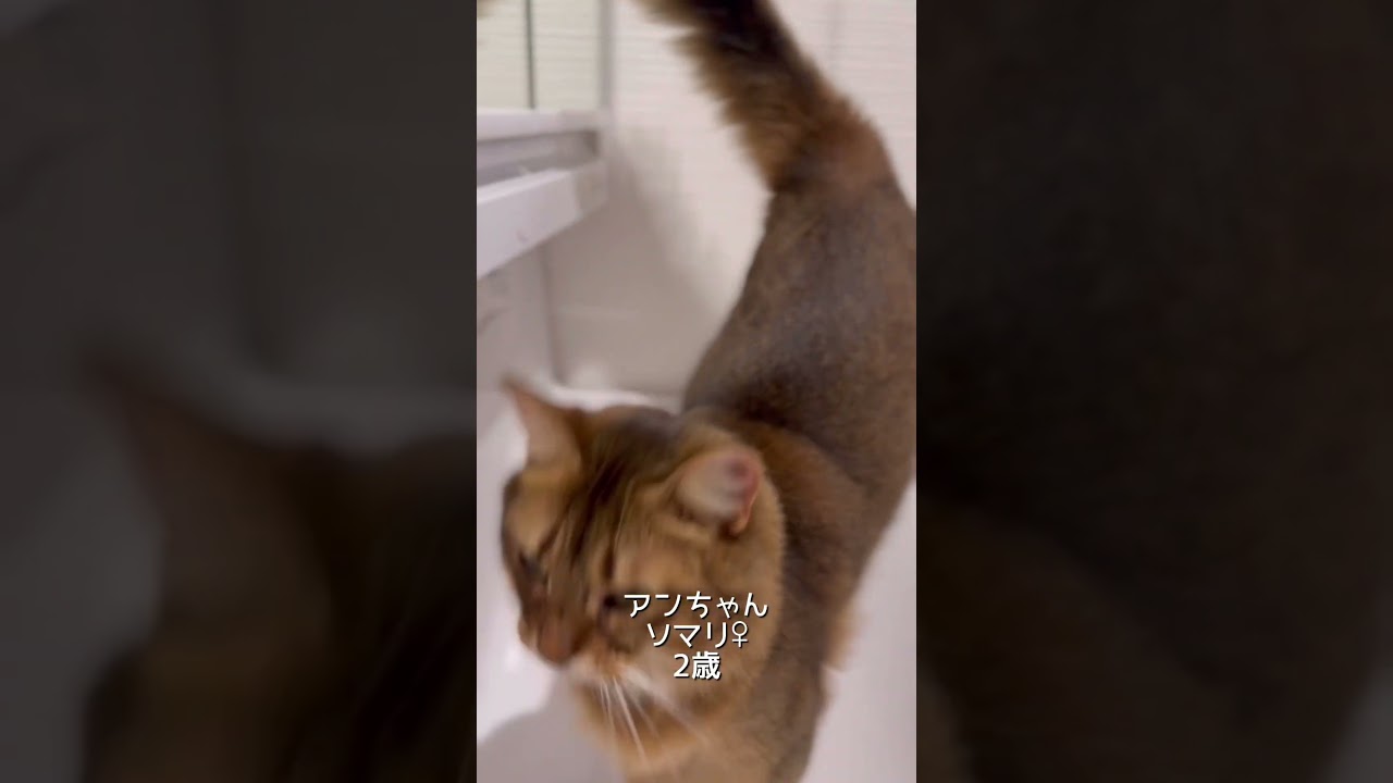 遺伝子的には同種なはずだけどなんか違う