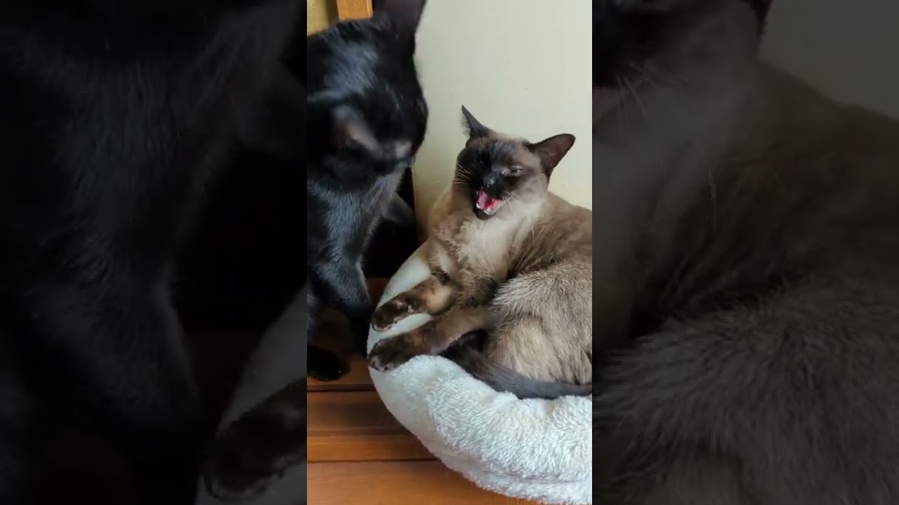シャーするシャム猫 - Cats Hissing - #Shorts