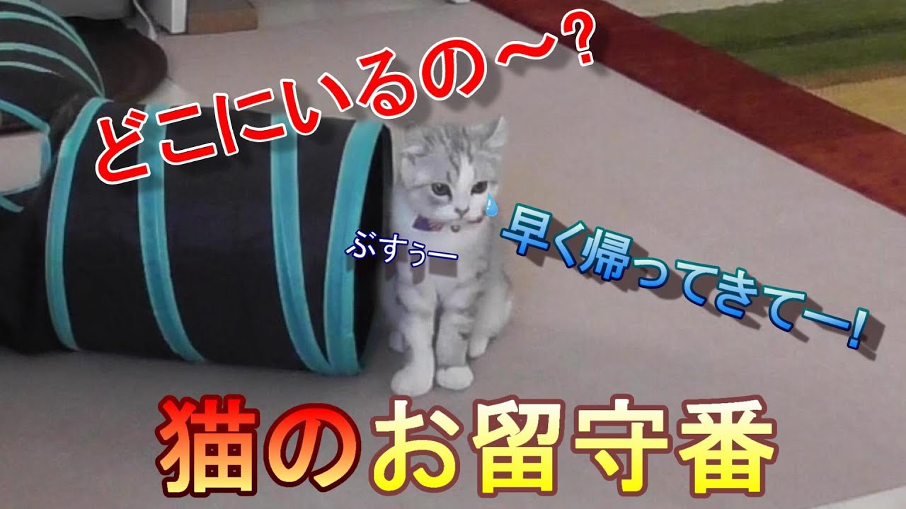 【隠し撮り】お留守番してた猫が寂しくなって泣き叫んで切なくなった【アメリカンカール】