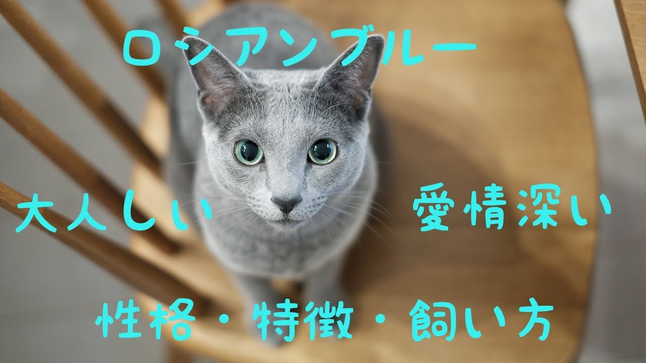 ロシアンブルーの飼い方・性格・特徴などなど解説