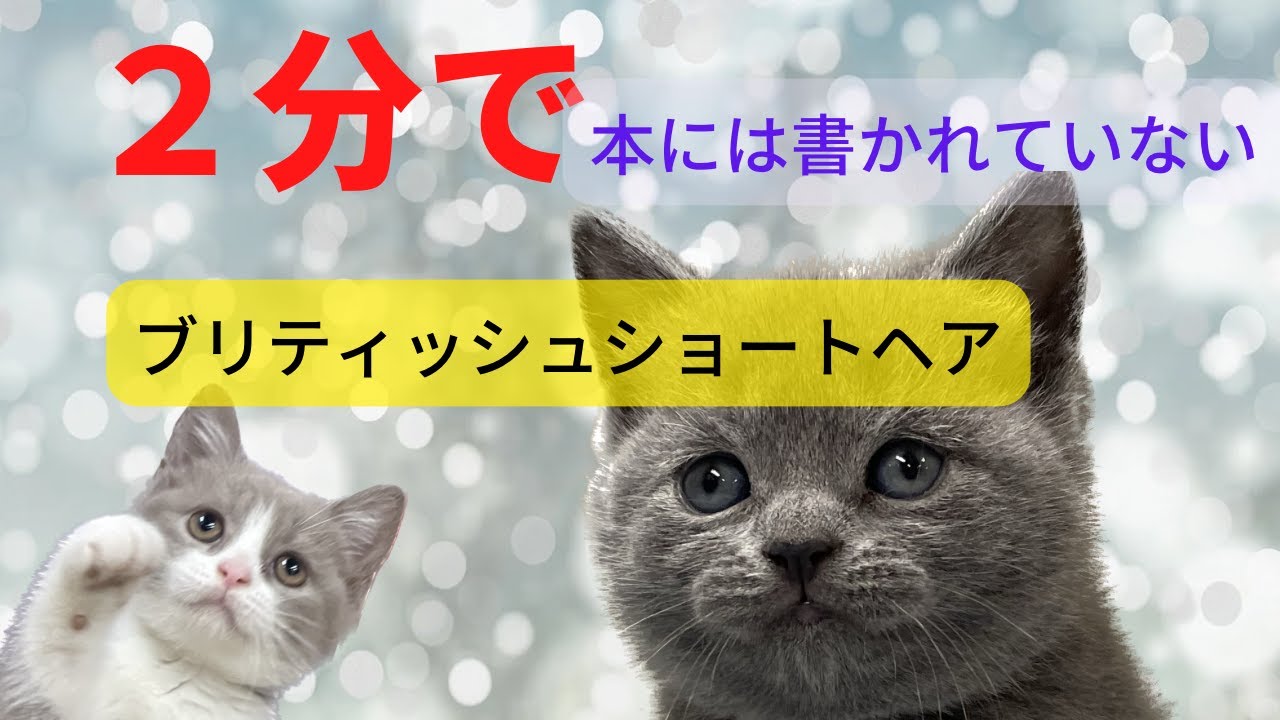 【ブリティッシュショートヘア】