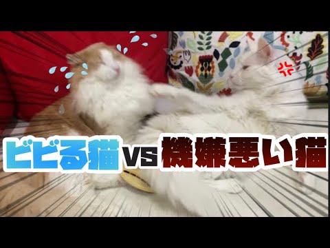 【ご機嫌ななめ⁉︎】ご機嫌斜めなターキッシュアンゴラがこちら！