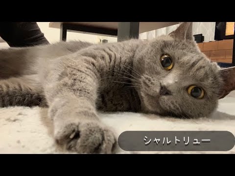 お喋りな猫さん💕【シャルトリュー】
