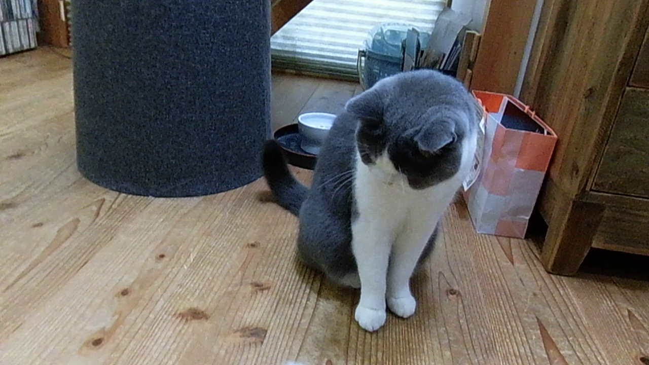 2018.11.11　アメリカンカールのモモちゃんとブリティッシュショートヘアのこたつくん　　ご自宅訪問のペットのお世話　焼津　藤枝　静岡　ペットシッターぷち
