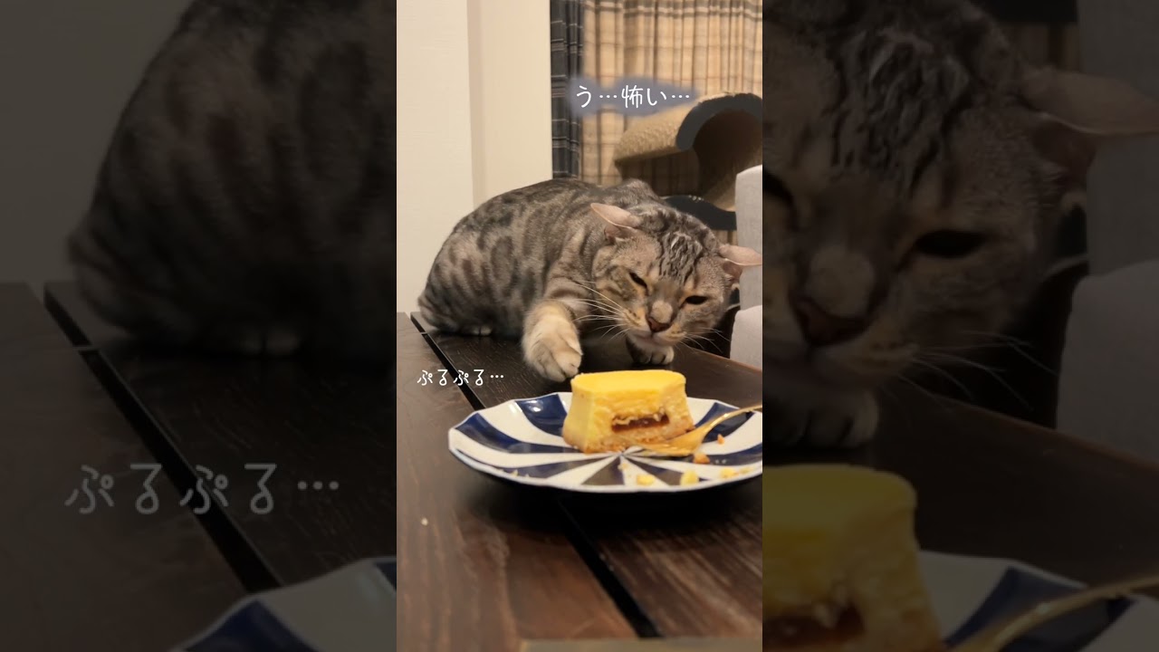 密かに狙っているつもりだがバレバレな猫 #shorts #ベンガル