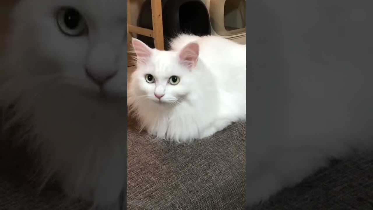 #cat  #ねこ #ネコ  #猫 今日のルーちゃん　#ターキッシュアンゴラ