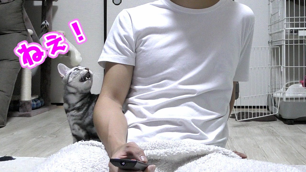 かまって欲しい猫を無視してたら可愛い鳴き声で呼んできました..ｗ