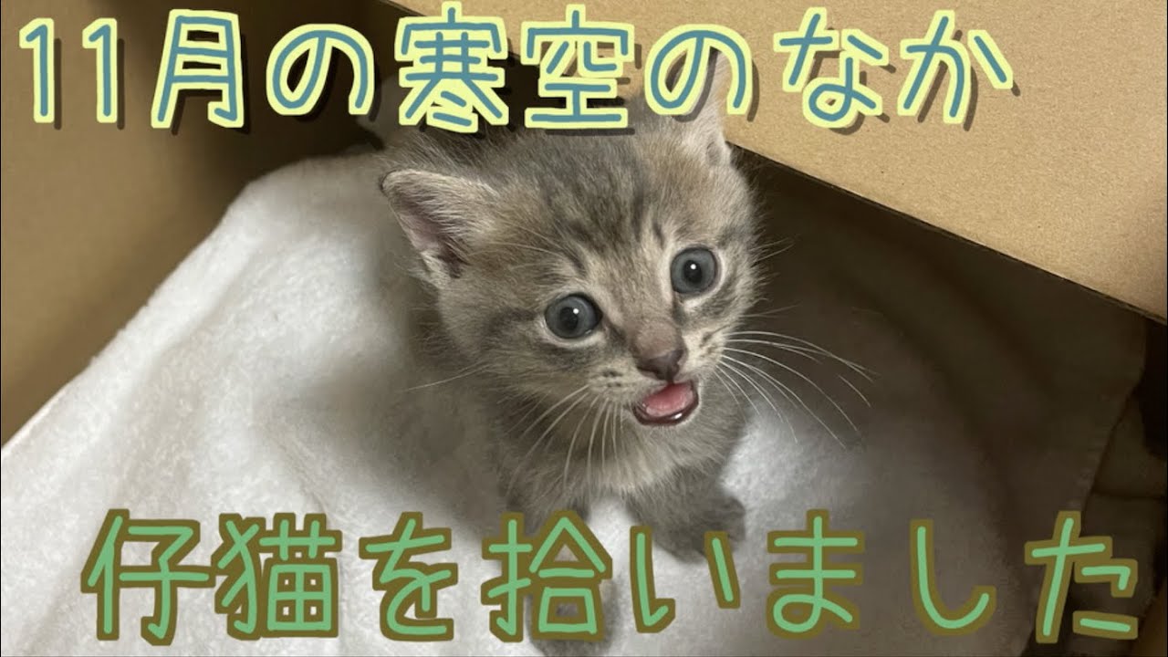 【子猫】2022年11月の寒空のなか仔猫を拾いました