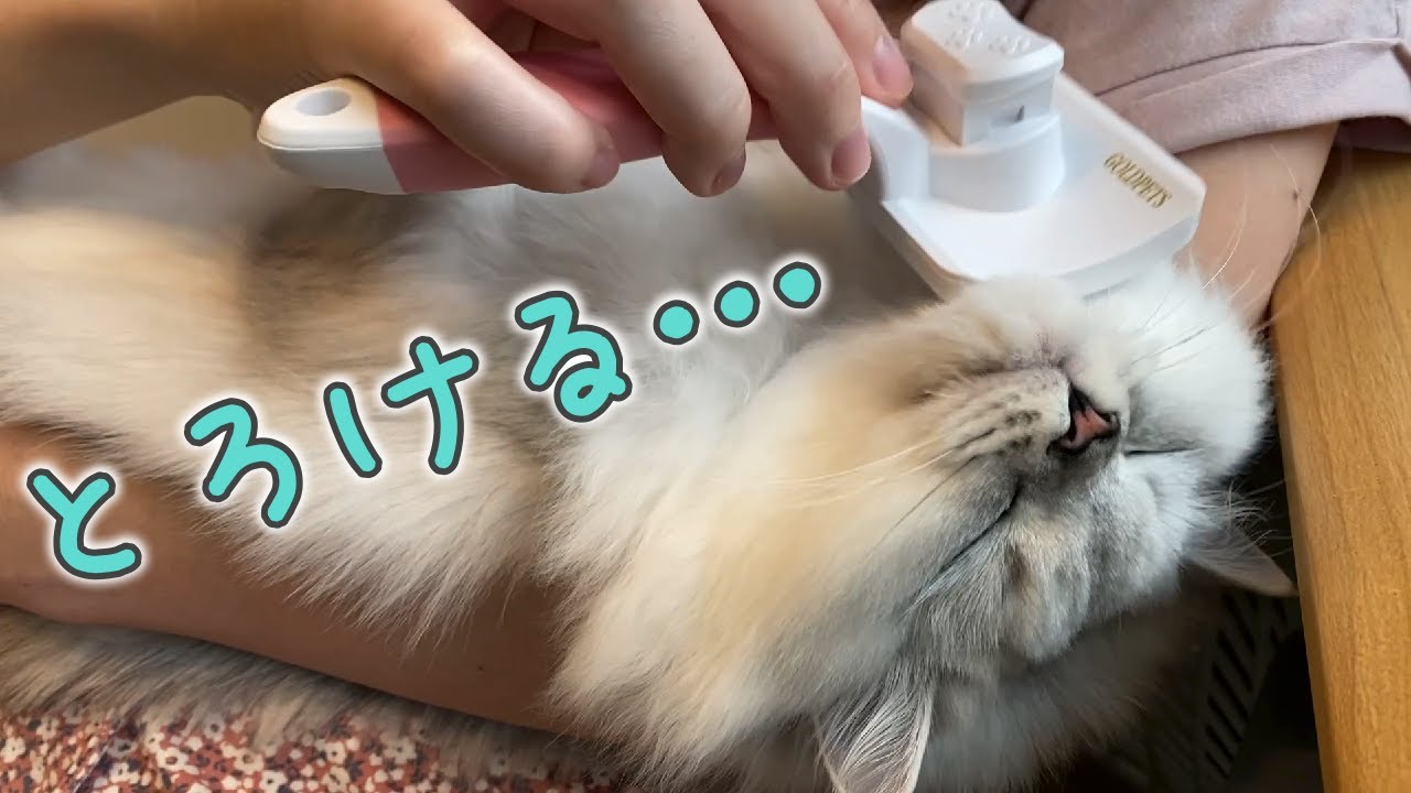 ブラッシングが気持ち良すぎて脱力しちゃう猫［ペルシャ猫］