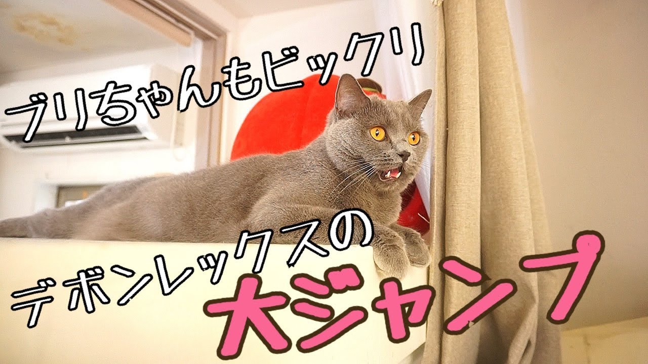 【猫ちゃんホテル】デボンレックスの子が元気に遊び回る【大ジャンプ】