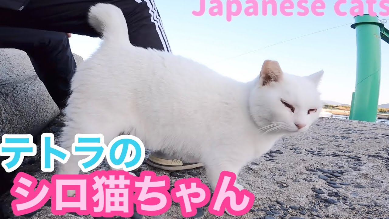 孤独なテトラのシロ猫ちゃん‼️防波堤の端には敵も友達もいっぱい Japanese cats