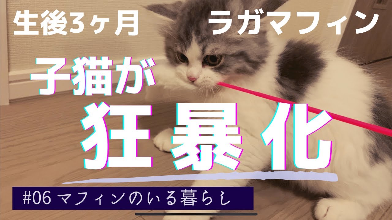 生後3か月のラガマフィンの子猫がトラ化した！はじめておもちゃを与えたら狂暴化