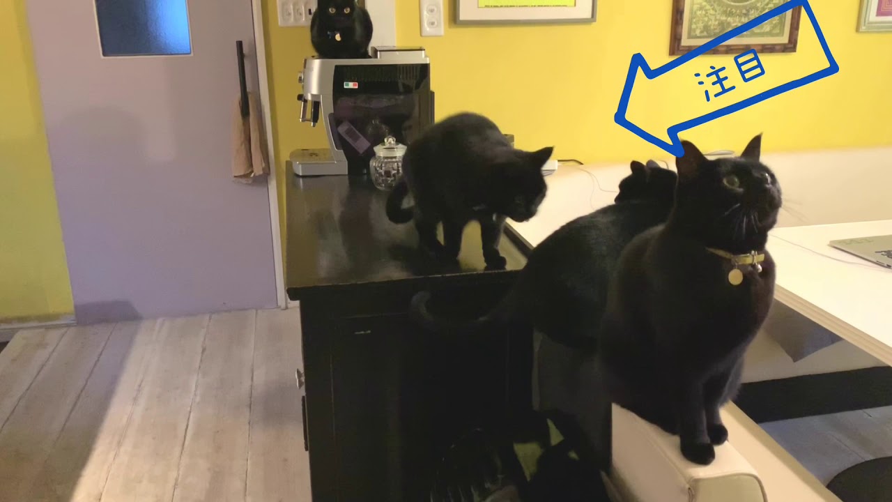 4匹の黒猫ボンベイファミリーのにぎやかな1日☆4匹がみんなこっちみてる！なんだこの光景は！？母猫の突然の猫パンチも笑えます☆毎日がハッピー☆