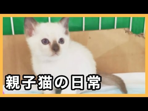 トンキニーズの親子をのぞいてみたら…なんと！【ねこチョク】