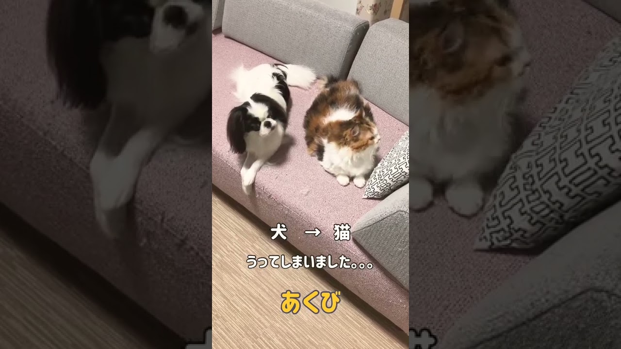 犬から猫へうつるようです。。。
