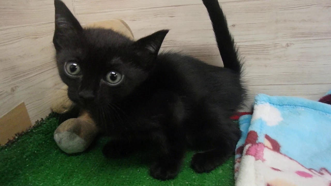 00471494 エジプシャンマウ